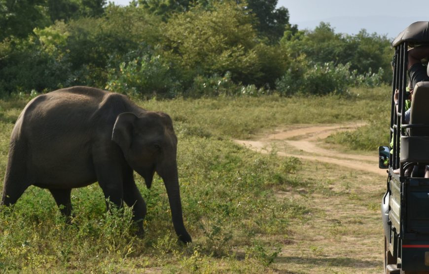 9 Night / 10-Day Wildlife and Nature Adventure in Sri Lanka