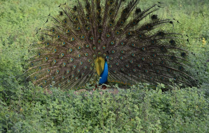 Sri Lanka Tour: 10 Days / 9 Nights