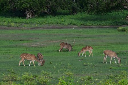 8-Day Sri Lanka UNESCO Listed World Heritage Sites Tour