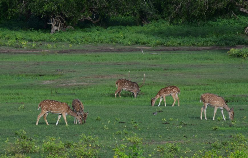 9 Night / 10-Day Wildlife and Nature Adventure in Sri Lanka