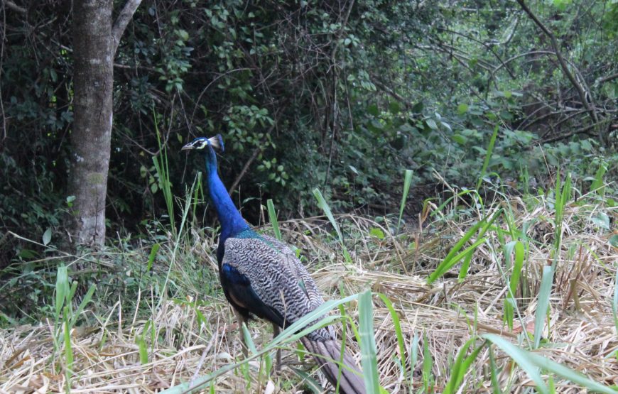 13 Night / 14 -Day Wildlife and Nature Adventure in Sri Lanka
