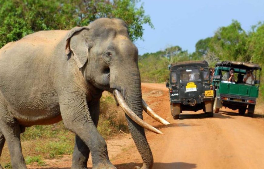 13 Night / 14 -Day Wildlife and Nature Adventure in Sri Lanka