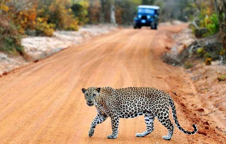 7 Night / 8-Day Wildlife and Nature Adventure in Sri Lanka