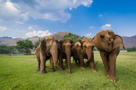 9 Night / 10-Day Wildlife and Nature Adventure in Sri Lanka